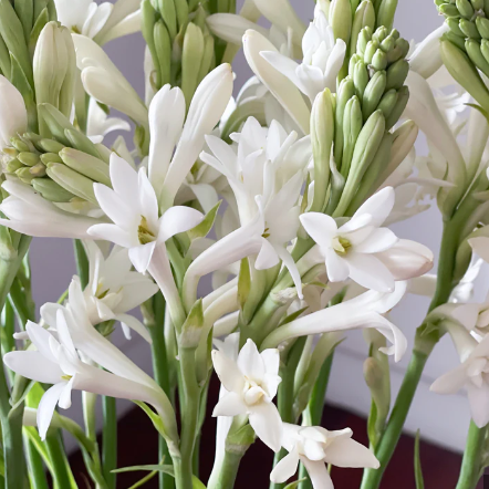 Gardenia Tuberose