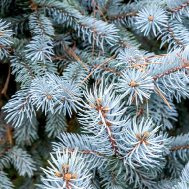 Blue Spruce