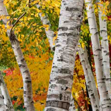 White Birch