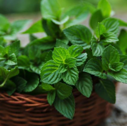 Garden Mint