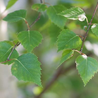 White Birch