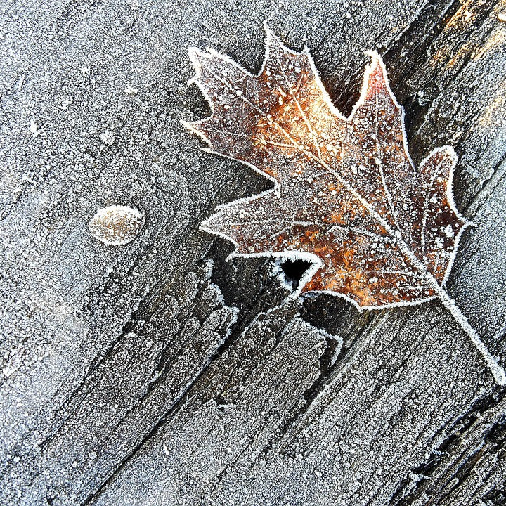 Frosted Oak Wood